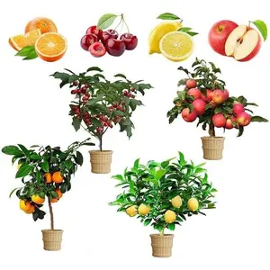 Mix Dwarf Bonsai Fruit Tree Seeds for Planting, 50+ Lemon Tree Seeds 50+ Cherry Tree Seeds 50+ Orange Tree Seeds 50+ Apple Seeds, 4 Variety Individual Packs, Organic Heirloom Fruit Seeds