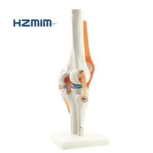 Human Knee Joint Anatomy Model for Medical Education
