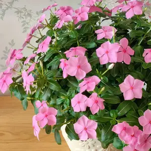 200pcs Periwinkle Seeds – Colorful Blooms for Pollinator Gardens, Flower Pots, and Garden Borders