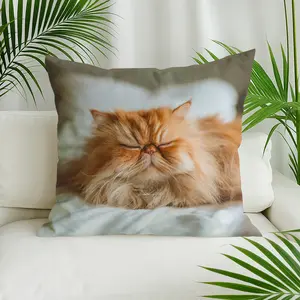 Long haired cat with relaxed expression  Design Pillow Cover , Zipper Closure, Machine Washable Sofa Bed Decorative Accent for Living Room,Contemporary Style，Office - Modern Home Decor 2D Print