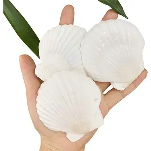 30 count Scallop Shells 2-3 Inch  White Sea Shells from Sea Beach for DIY Craft  Decor(6-8 cm)