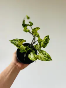 Syngonium Podophyllum 'Batik' - 4" Pot
