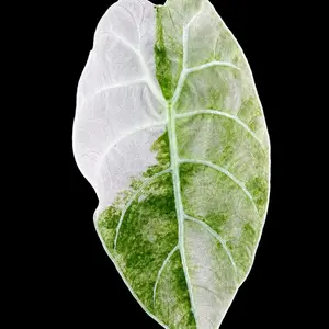 Alocasia Watsoniana Pink Var Tissue Culture