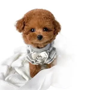 Toy Poodle Puppy Cedric AKC Registered Faux Fur Adoptable Dog for Family Fun and Love