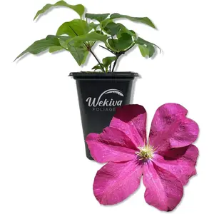 Clematis Madame Edouard Andre - Live Starter Plants in 2 Inch Growers Pots - Starter Plants Ready for The Garden - Rare Clematis for Collectors
