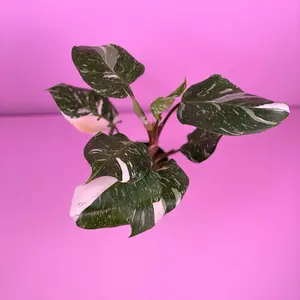 Philodendron White Knight Marble 4” | Variegated Philodendron