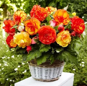 200 crabapple seeds Perennial deer resistant heat resistant garden container Hanging basket Outdoor garden flower seeds