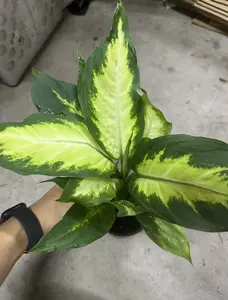 RZ-22   Dieffenbachia Camille Live Plant – 4 Inch Pot Indoor Houseplant | Decorative Green Plant for Home & Office | Beginner Friendly Houseplant for Indoor Gardening | Natural Home Decor Plant Gift rare collector garden outdoor
