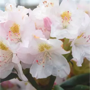 Album Rhododendron