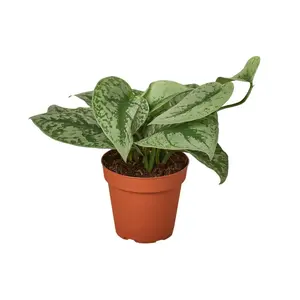 House Plant 4-POTHOS-SILVER.SPLASH Silver Splash Pothos Plant in 4 in. Pot