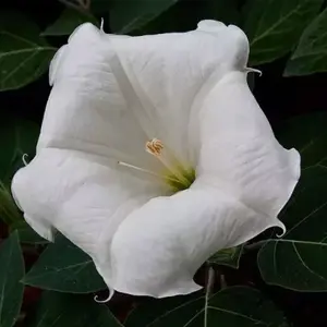 150 White Moonflower Seeds Kit | Fragrant Climbing Vines for Fences & Arbors, Attracts Bees/Butterflies