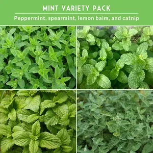 Mint Collection Flower & Plant Seeds - Peppermint, Spearmint, Lemon Balm, Catnip Varieties for Outside Natural Gardening
