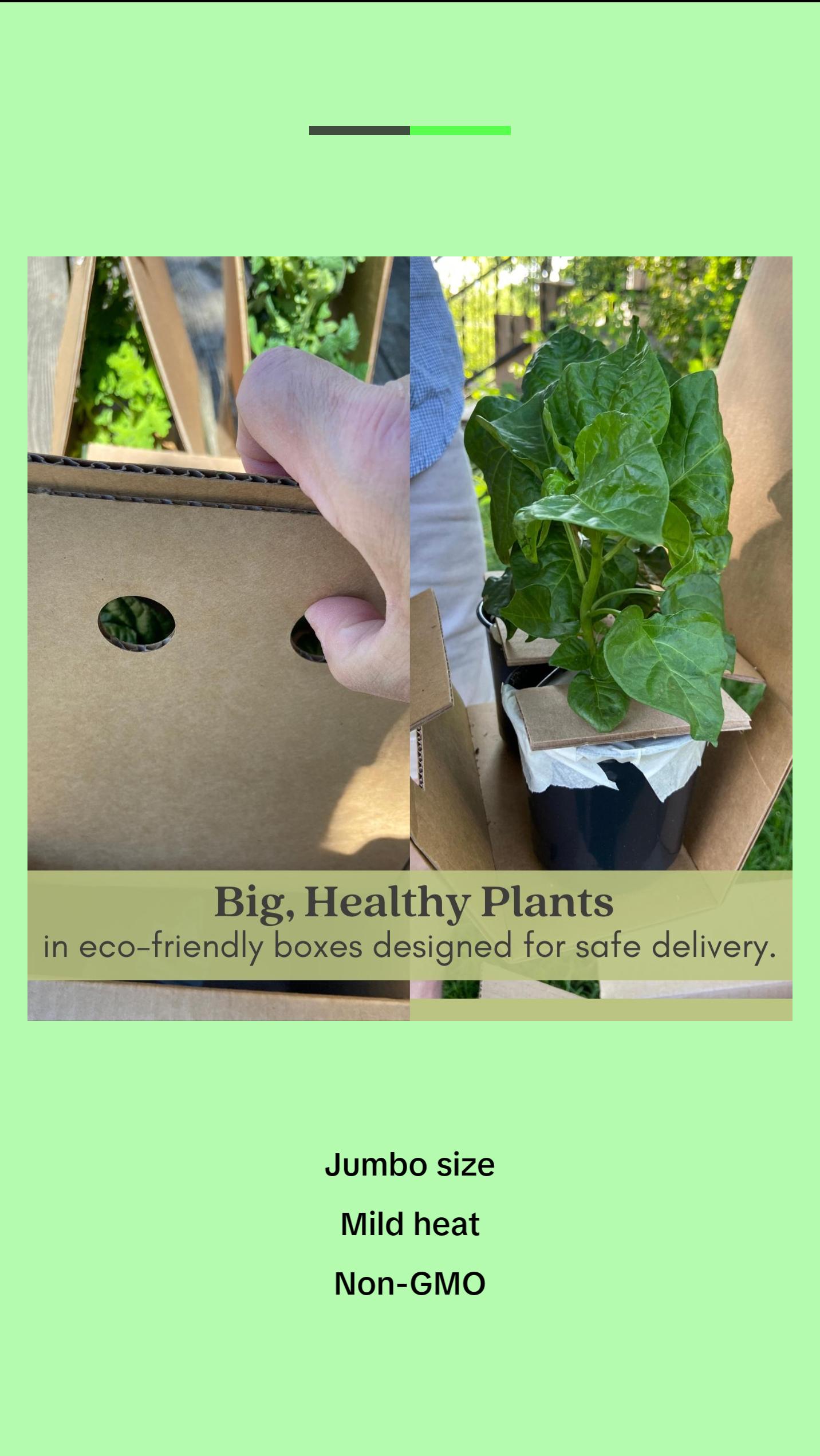 Jalapeno Megatron Peppers | Two Live Garden Plants | Jumbo Fruit, Non-GMO, Mild Heat, Great Producer