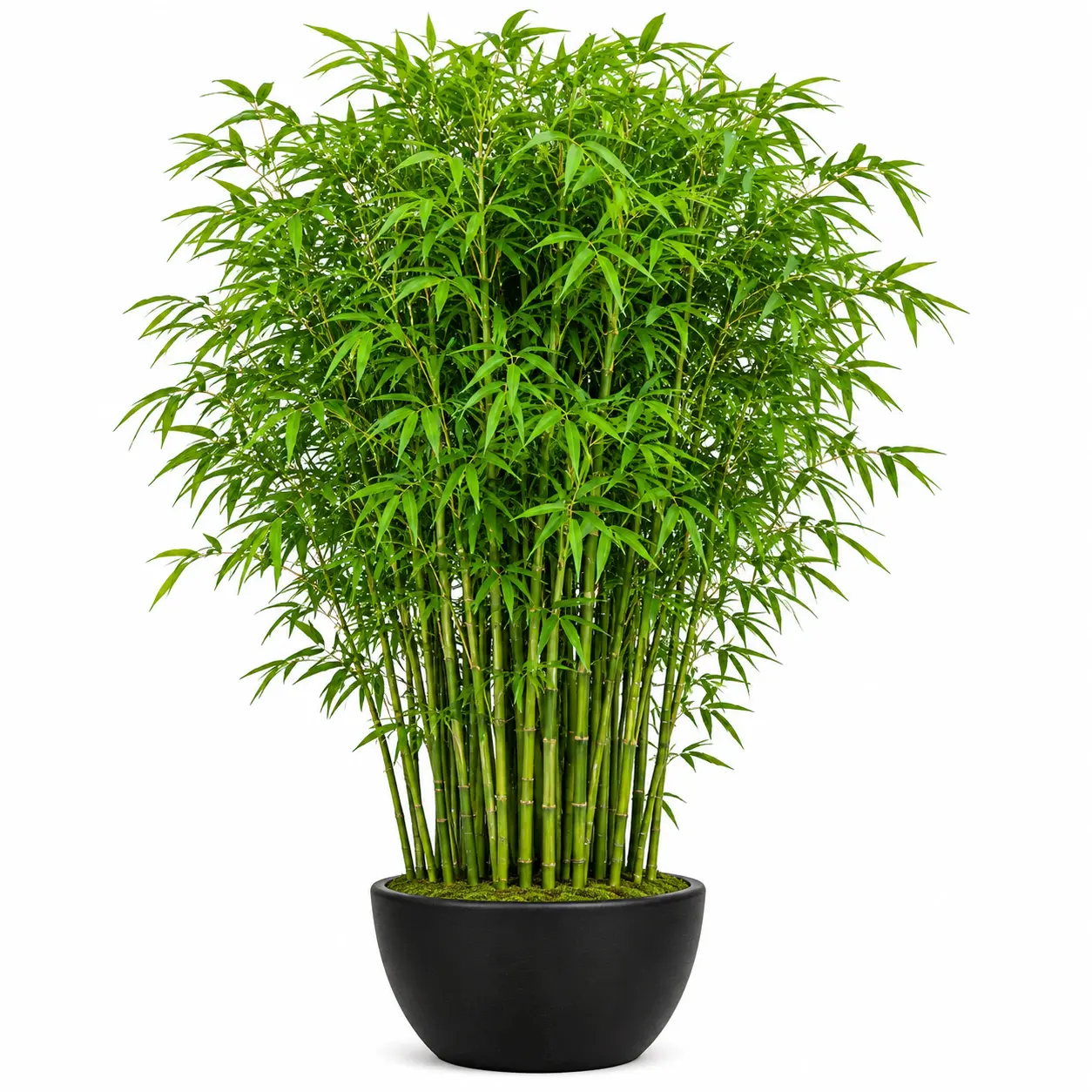 100+ Giant Timber Bamboo Seeds – Fast-Growing Bamboo for Privacy Screens & Landscaping – USA