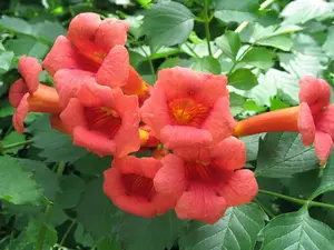 One Red Trumpet Creeper 8-12" Flowering Hummingbird Vine Mature Roots