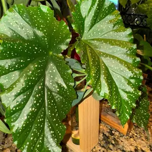 Polka Dot Begonia - Vibrant Green Leaves with White Spots - Perfect for Indoor and Outdoor Decor - Easy Care Houseplant