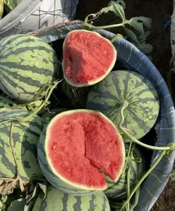 50 Non GMO Watermelon Seeds Open Pollinated Heirloom Variety Sweet and Juicy Perfect for Outdoor Planting