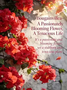 Bougainvillea Sapling Live Plant – Vibrant Blooming, Easy to Grow, Suitable for Indoor Outdoor Potted & Ground Planting, Healthy Rooted Seedling for Home Garden Backyard Patio