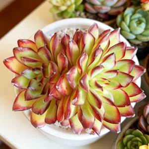 Viral Echeveria ‘Crimson Flame’ Succulent – Bright Color Live Plant | Bare Root, Easy-Care Aesthetic Plant Gift & Home Decor