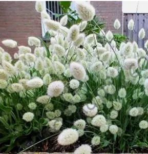 LAGURUS OVATUS bunny tails hare's tail grass rare exotic flowering seed 15 seeds