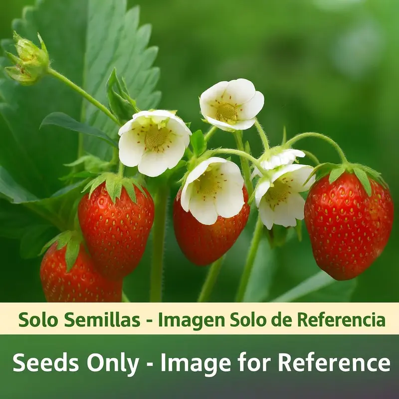 strawberry garden near me - TikTok Shop