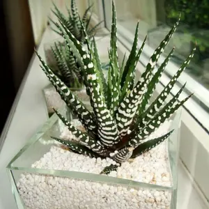 3 Pack Zebra Haworthia bedroom Sculpture