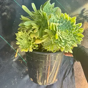 Emerald Ice Bare roots