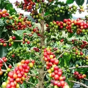 Coffea Seeds (Coffea Arabica Nana) Perennial !