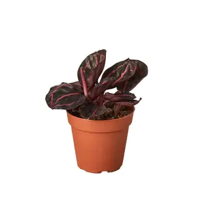 Calathea 'Dottie' - 4" Pot
