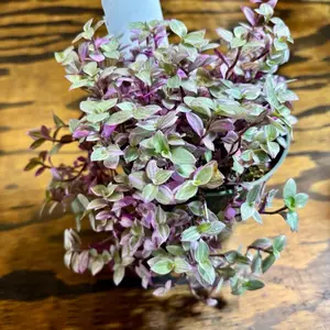 Pink Panther Plant - Vibrant Purple Leaves & Green Foliage - Perfect for Indoor & Outdoor Decor - Easy Care Houseplant