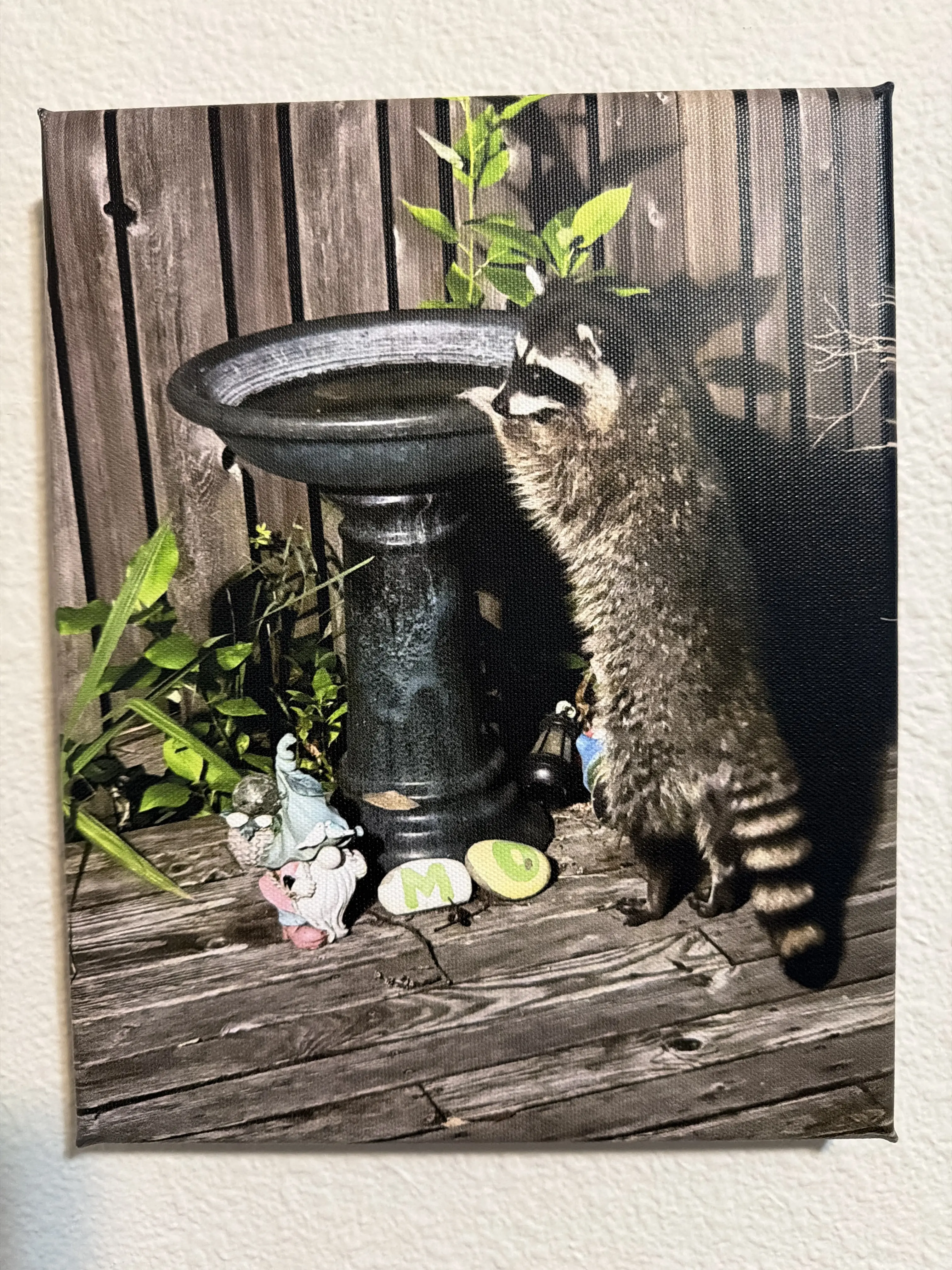 8x10” Canvas Print - Bird Bath Bandit