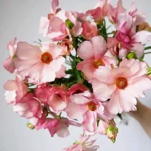 Lycia Butterfly Ranunculus Corms (5)