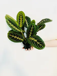 Maranta Leuconeura 'Red' - Red Prayer Plant - 4" Pot