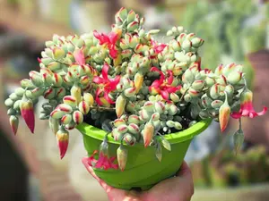 Live Cotyledon Pendens Plant - Trailing Succulent - Cliff Cotyledon -  4 Inch Pot