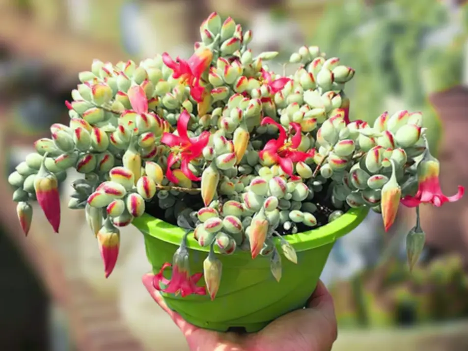 Live Cotyledon Pendens Plant - Trailing Succulent - Cliff Cotyledon -  4 Inch Pot