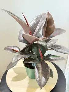 6'' Ficus Decora Ruby Pink