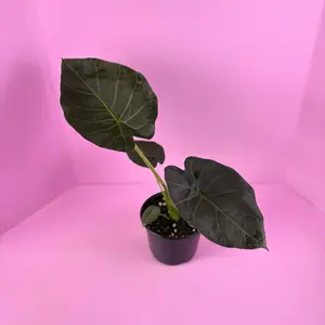 Alocasia Regal Shield Live Plant 6” Pot | Large Tropical Statement Plant | Shade Loving