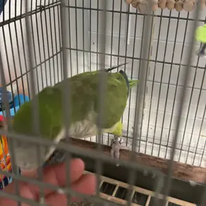 Bird Training Leash, 1 Set Retractable Bird Flying Rope, Lightweight Training Rope, Outdoor Bird Walking Rope, Harnesses, Suitable for Various Birds