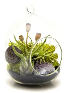 Air Plant Terrarium Kit with Purple Amethyst / 6" Oval Glass / Midnight Forest
