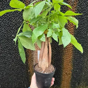 4” Braided Money Tree, Pachira Aquatica