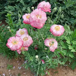 5000 Garden Seeds – Easy-to-Grow, Drought-Tolerant Annual Flowers with Bright, Colorful Blooms – Perfect for Outdoor Gardens, Pots & Borders – Low Maintenance, Long-Lasting Flowers to Create a Vibrant, Eye-Catching Landscape