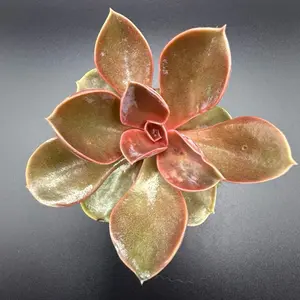 Echeveria Melaco Succulent Plant with Rich Brown Leaves and Green Tones for Indoor Gardening