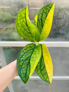 Variegated Monstera Peru