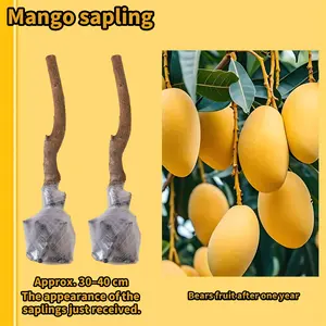 (ML#ZR)Healthy Mango Tree Sapling for Indoor and Outdoor Gardening, Ideal for Backyard, Container or Patio, Self-Pollinating Tropical Fruit Plant