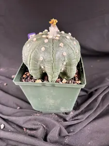 Astrophytum Asterias cv. Star Type - 'Squid Legs' cactus - 1087