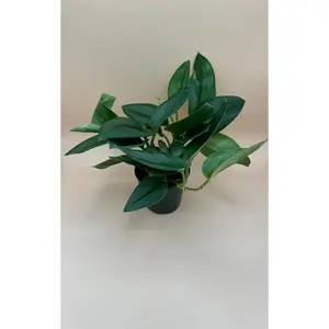 Scindapsus Moonlight | 4 Inch Pot | House Plant | Live Plant