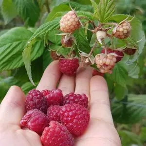 500+Raspberry Seeds for Planting – Non-GMO Heirloom Sweet Red Raspberries, High Yield Fruit Seeds, Easy to Grow, Fast Germination, Outdoor Garden & Container Planting