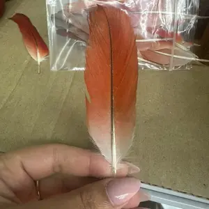 Pluma de loro africana