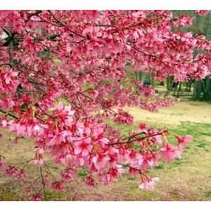 Green River 5 Bright Pink Cherry Tree Seeds - Seasonal Blooming Ornamental, Flower Seed Pack, Backyard Feature, Perennial Color And Charm