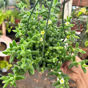 Pickle plant 6 inch plant plant succulent